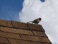 even the bird find it pretty